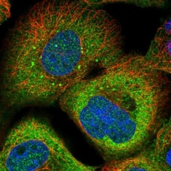 SAMD9 Antibody, Novus Biologicals 0.1mL; Unlabeled:Antibodies, Polyclonal